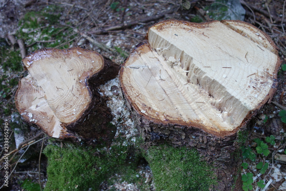 abgesägter Baum abgesägter Baum