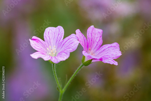 Pinke Blume