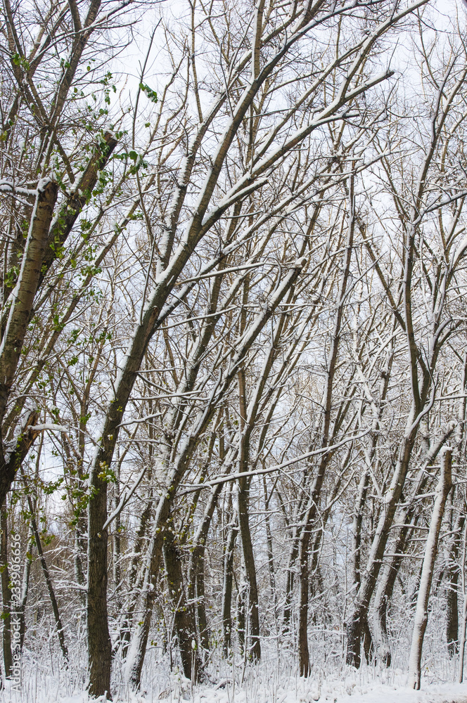 Fototapeta premium snow-covered branches and trees in the city park