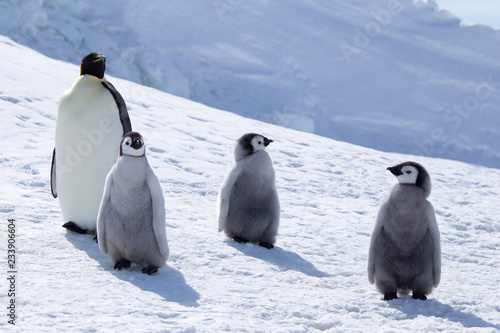 Emperor Penguin Chicks at Snow Hill Emperor Penguin Colony, October 2018.