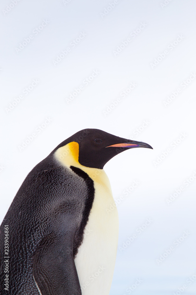 Fototapeta premium Emperor Penguin, Snow Hill, Weddell Sea, Antarctica