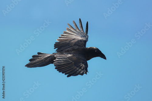 corvo imperiale (Corvus corax) in volo,sfondo cielo,silhouette