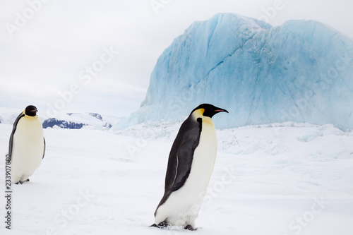 Emperor Penguin  Snow Hill  Weddell Sea  Antarctica