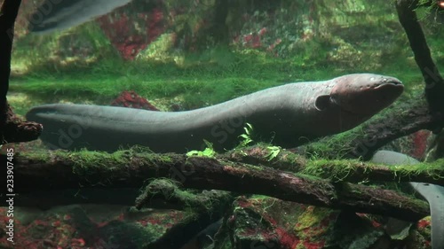 electric fish eel