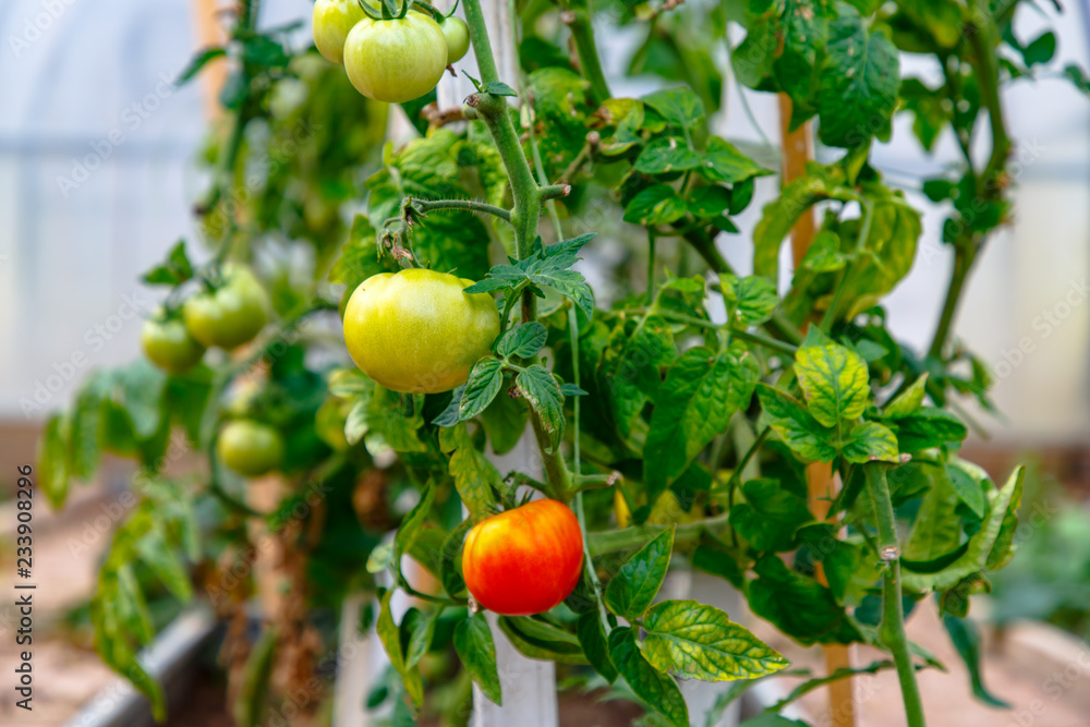 Fototapeta premium One red tomato among the green ones grow on the branches.