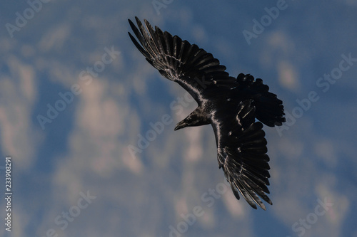 Quadro su tela corvo imperiale (Corvus corax) in volo,silhouette