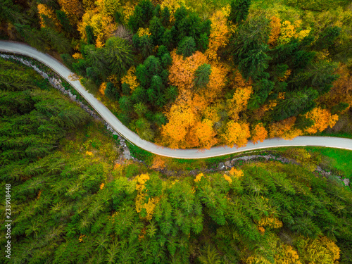 Autumnal foliage  in woodland and winding road, drone aerial view