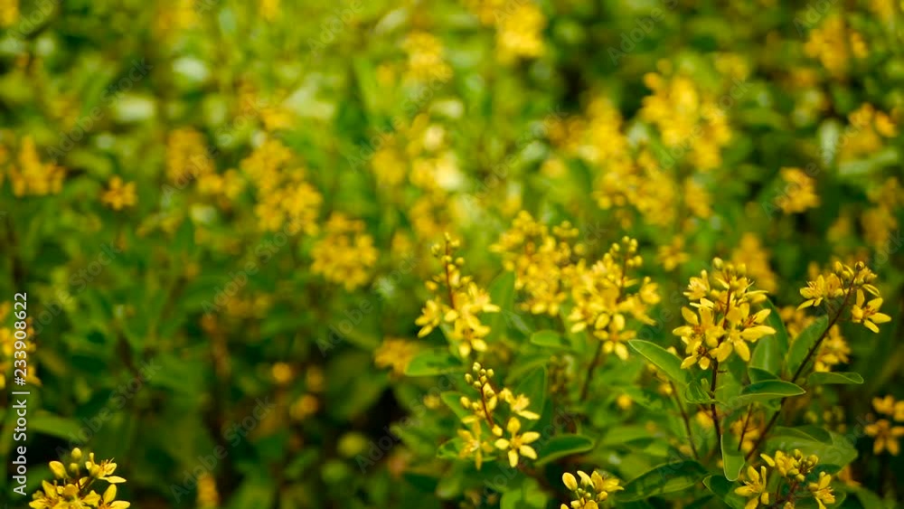 Spring field of small yellow flowers of Galphimia. Evergreen shrub of star-shaped Golden Thryallis glauca. Ornamental bloom in natural sunlight of Gold Shower. Summer meadow background, soft focus. Spring field of small yellow flowers of Galphimia. Evergreen shrub of star-shaped Golden Thryallis glauca. Ornamental bloom in natural sunlight of Gold Shower. Summer meadow background, soft focus.
