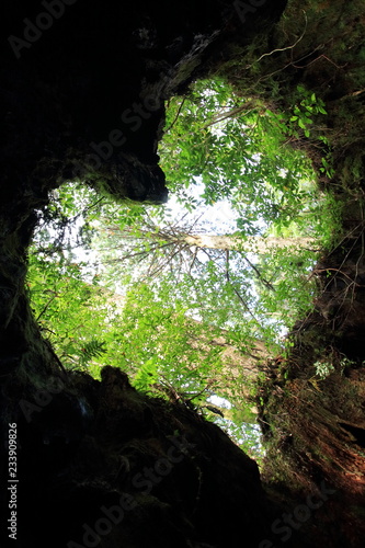 ウィルソン株 ハート 屋久島 日本 Stock 写真 Adobe Stock