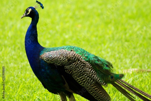 Peacock