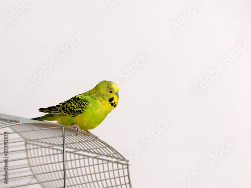 Yellow-green male of budgerigar sitting on a cage