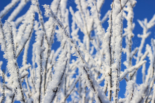 snow covered tree branches