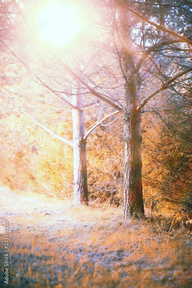 Fototapeta premium End of summer season in the park