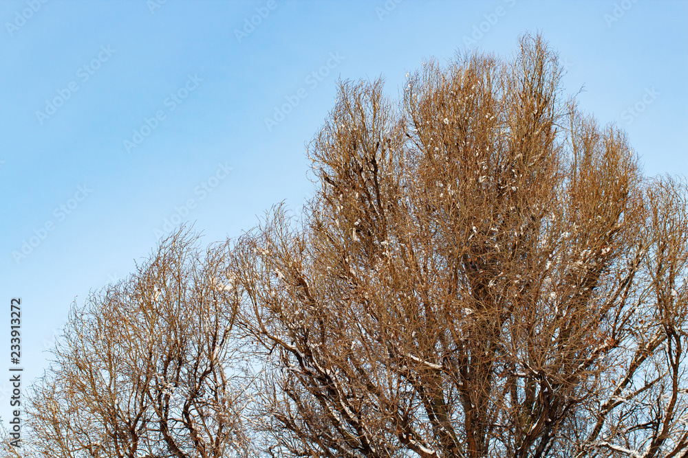 background of trees for a double exposure, trees against the sky, branches on a homogeneous blue background, many branches, branches in snow, snow on branches, snow on trees background of trees for a double exposure, trees against the sky, branches on a homogeneous blue background, many branches, branches in snow, snow on branches, snow on trees