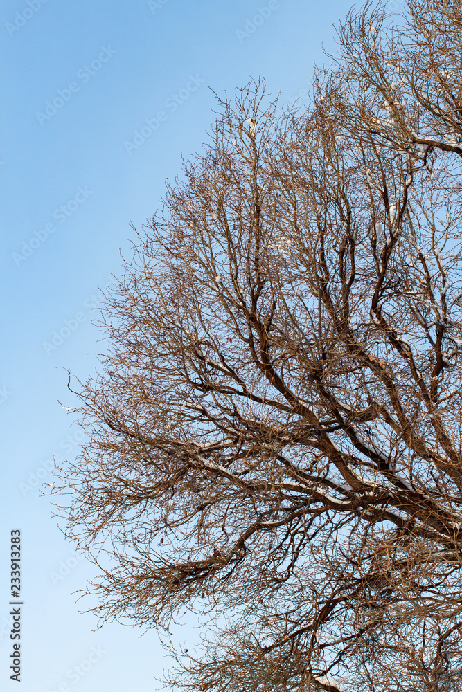 background of trees for a double exposure, trees against the sky, branches on a homogeneous blue background, many branches, branches in snow, snow on branches, snow on trees background of trees for a double exposure, trees against the sky, branches on a homogeneous blue background, many branches, branches in snow, snow on branches, snow on trees