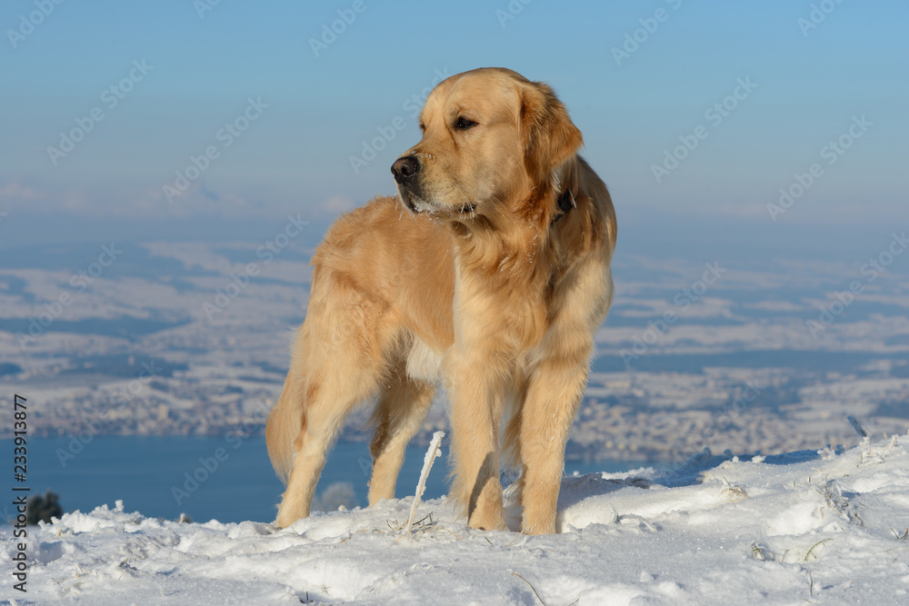 Beautiful golden retriever standing on a beautiful background of valley view  on a clear winter day