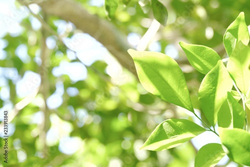 Day light shines over tropical green leaves growing in botanical garden with white bokeh and nature background and bright sky