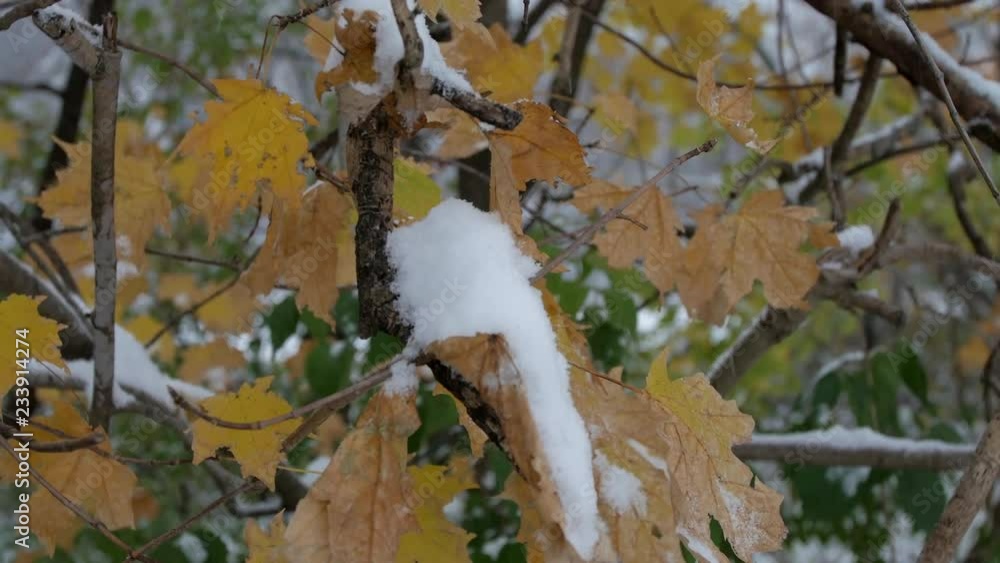 Fall dead leaves on tree branch covered in snow Fall dead leaves on tree branch covered in snow