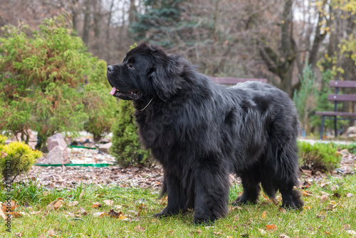 newfoundland dog in the autumn park photo