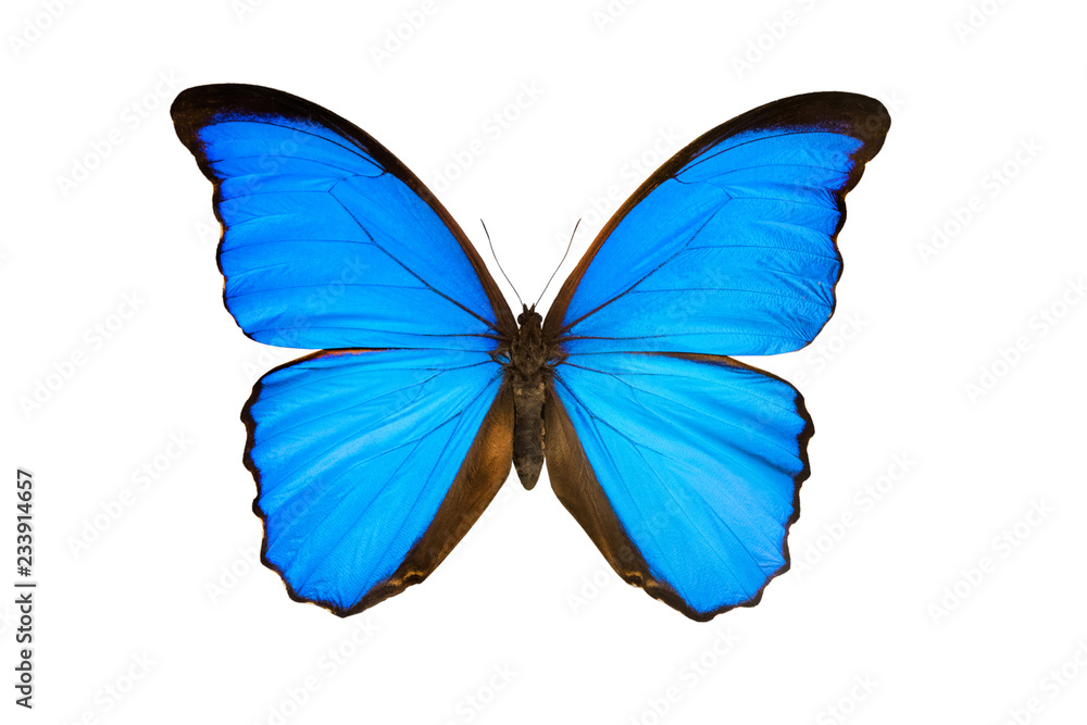 butterfly morpho nestira butterfly morpho nestira