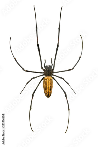 Giant Wood Spider (Nephila maculata) isolated on a white
