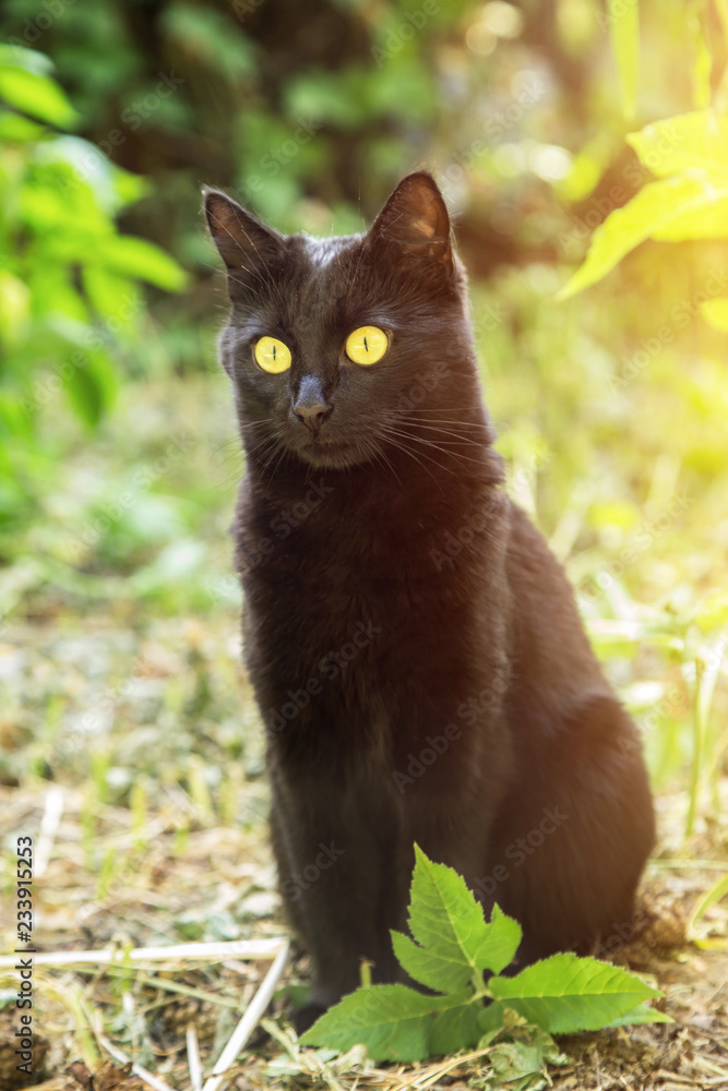 Cute black cat with yellow eyes sitting in green grass outdoors