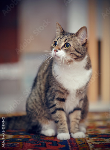 The striped cat with white paws, sits on a carpet. © Azaliya (Elya Vatel)