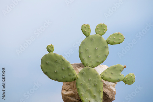 A green prickly pear that seem a person in a blue sky