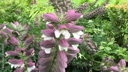 Acanthus spinosus photo