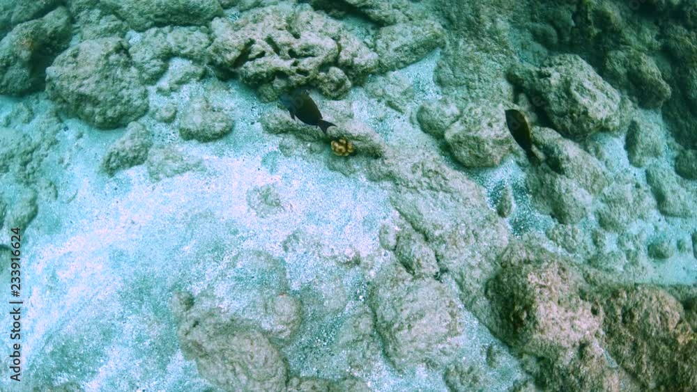 Close view of coral reef fish swimming quickly through coral reef, 4K Hawaii Close view of coral reef fish swimming quickly through coral reef, 4K Hawaii