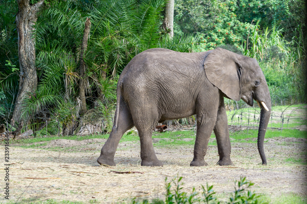 Happy large Elephant walking at the Zoo