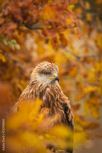 Foto Red kite, Milvus milvus