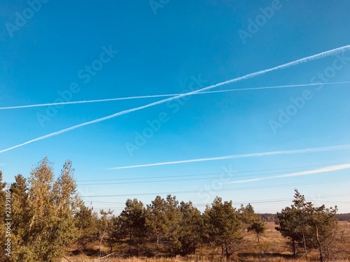 trees and blue sky