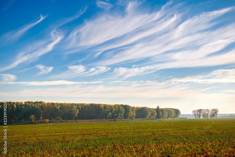 beautiful sky, field and forest in far in autumn season, bright sunlight and cirrus clouds