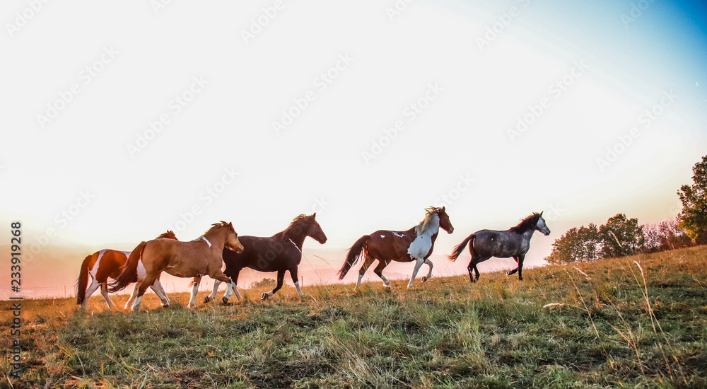 Obraz premium Chevaux en liberté