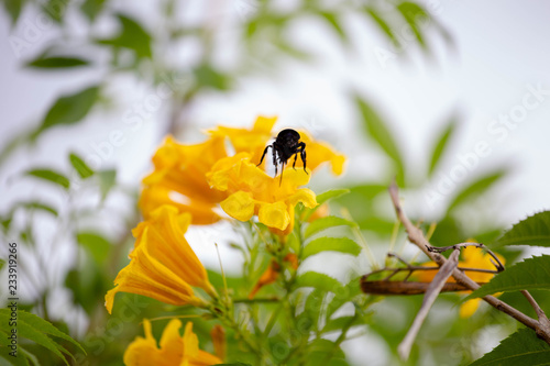  bee on yellow flower
