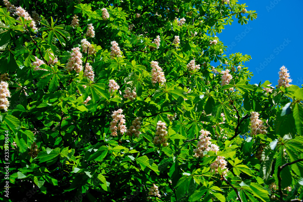 blooming springtime chestnut tree in berlin, germany blooming springtime chestnut tree in berlin, germany