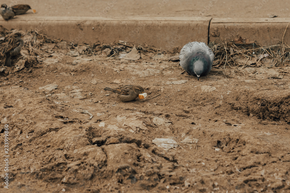 Obraz premium the birds in the city are looking for food