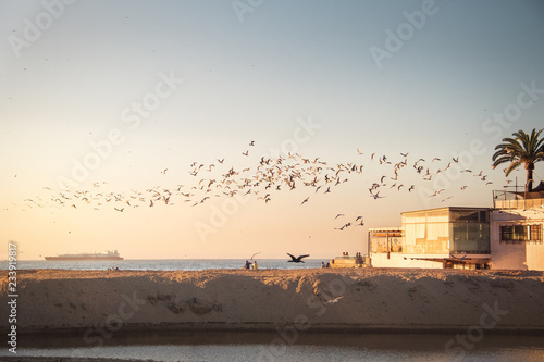 Group of birds flying at sunset - Vina del Mar  Chile