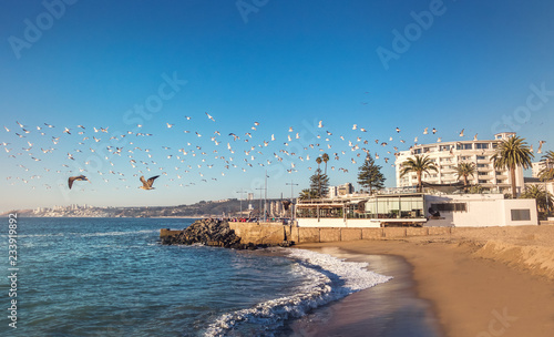 Group of birds flying at sunset - Vina del Mar, Chile photo