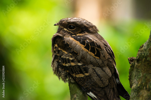 Grey nightjar