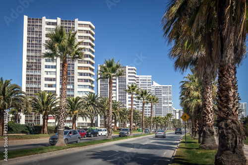Palm Trees at San Martin Avenue - Vina del Mar, Chile