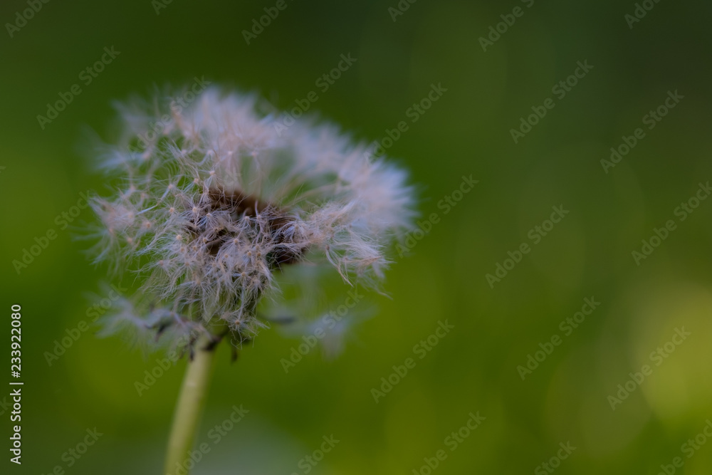 Withered dandelion close up on green background Withered dandelion close up on green background