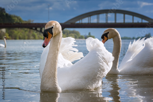 Peaceful white swans floating on Vah river near brudge  Piestany  Slovakia 