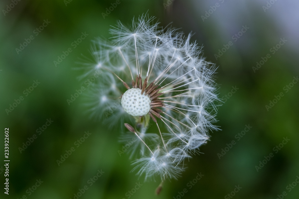 Fototapeta premium Half flown dandelion close up on green background