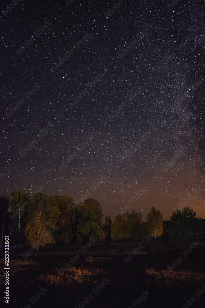 Fototapeta premium Starry sky over the forest