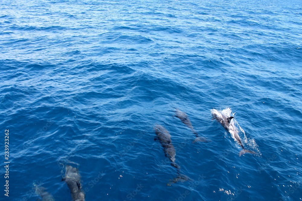 Obraz premium dolphins swimming in the sea