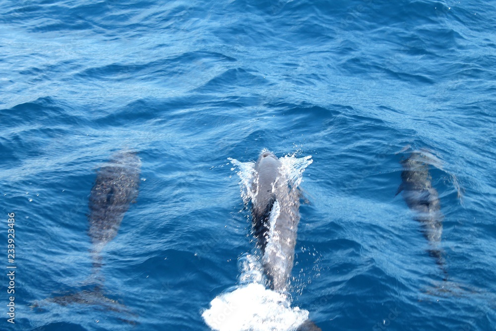 Naklejka premium dolphins in water