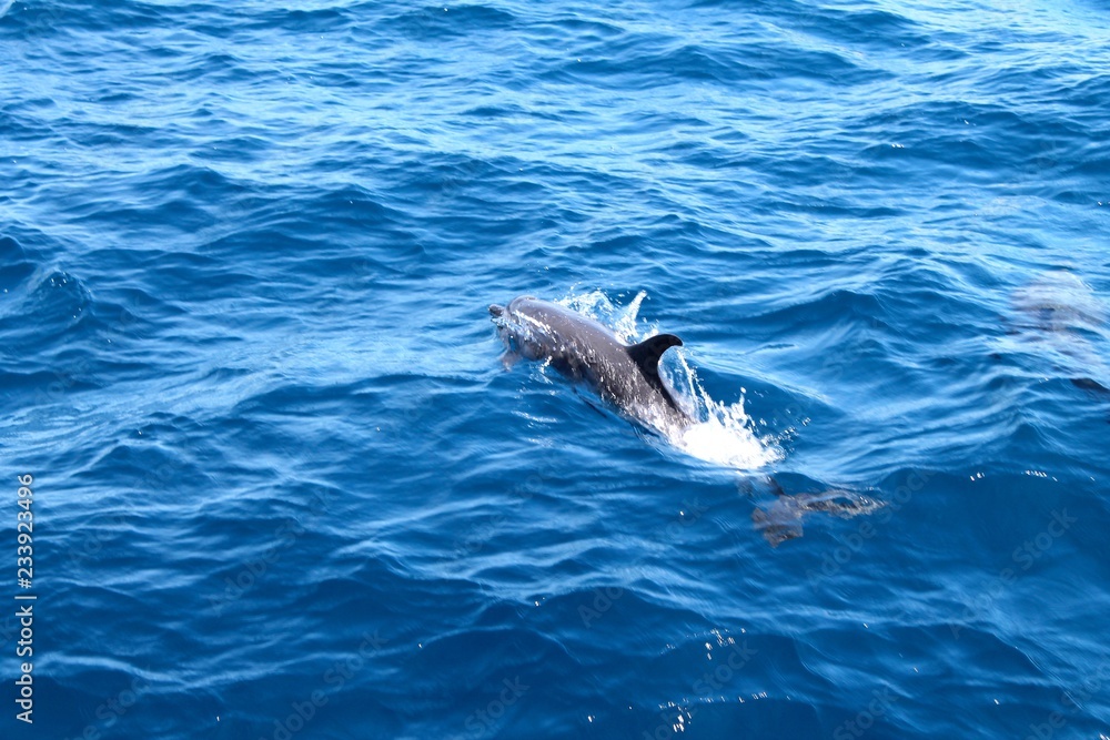 Fototapeta premium dolphin in water