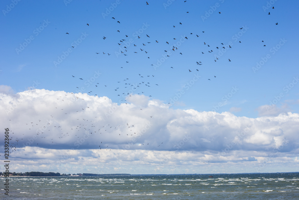 Zugvögel an der Ostseeküste